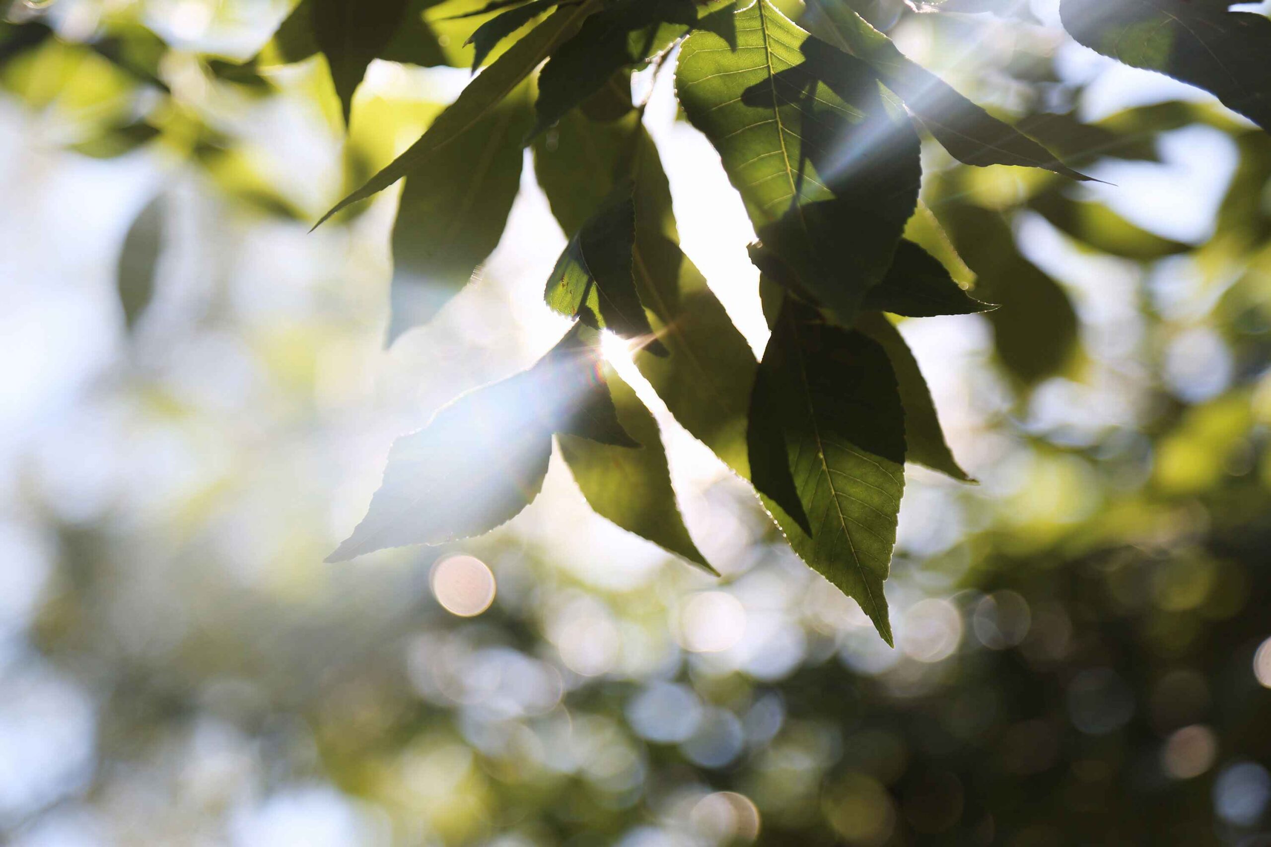 Summer Defocused Background. Tree Branches With Green Leaves Shining With Sunlight