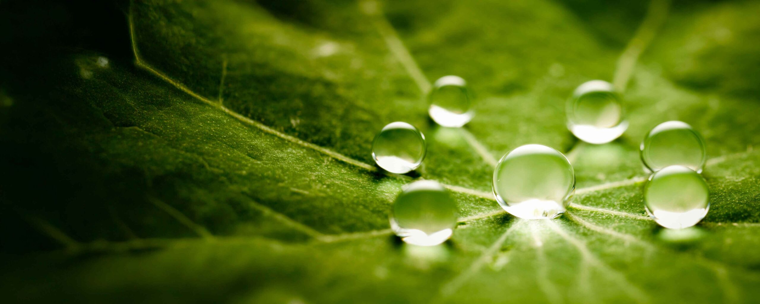 Water drops on green leaf 