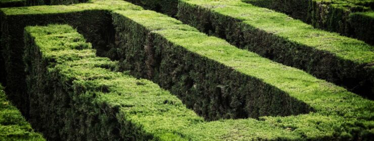 Hedge maze
