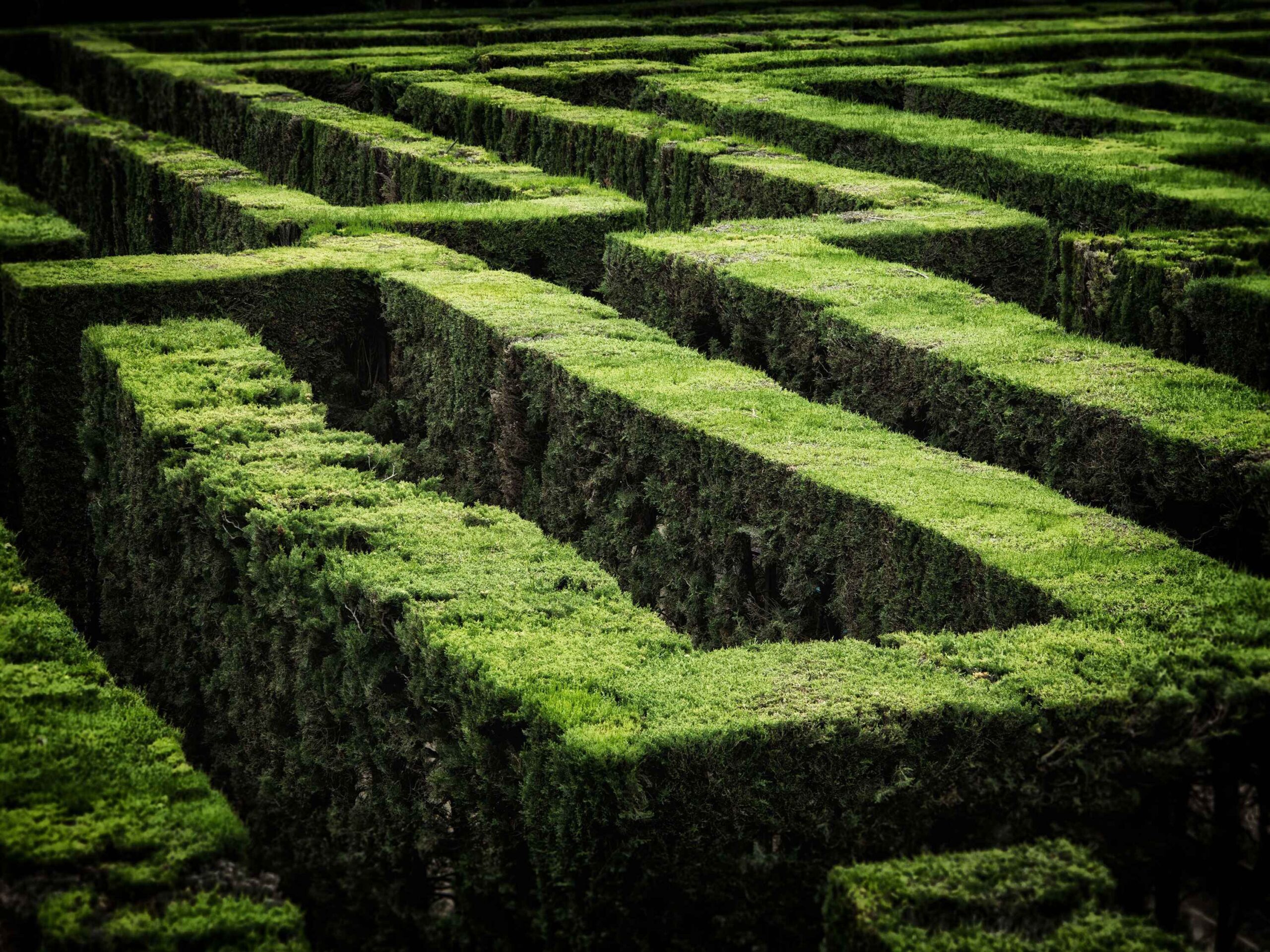 Hedge maze