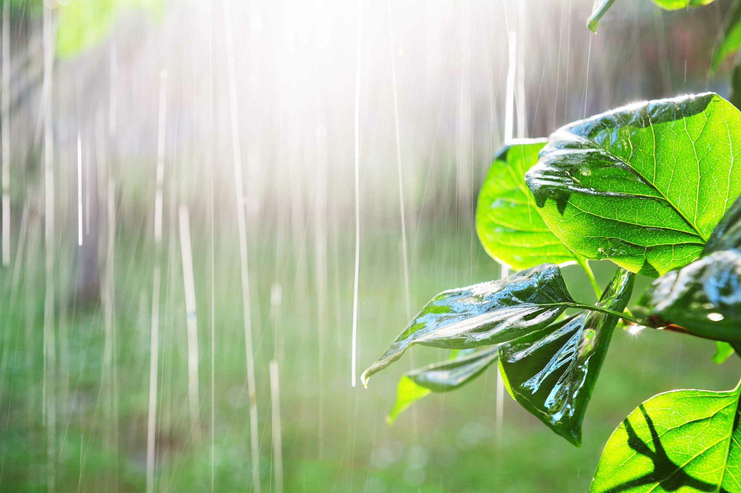 Low sun and heavy rain through tree.