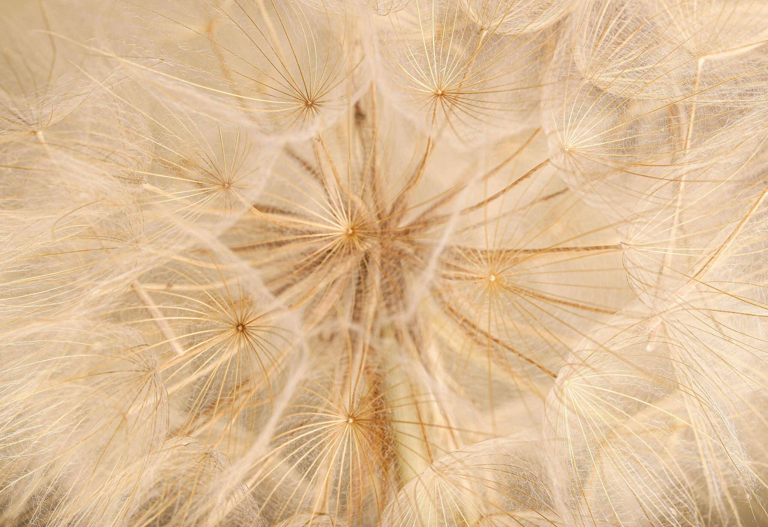 Abstract dandelion flower background, extreme closeup. Big dandelion on natural background.