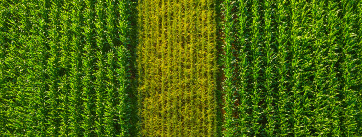 Rows of vibrant green maize sweetcorn crop ripening in the summer sunshine of a farmer's field.