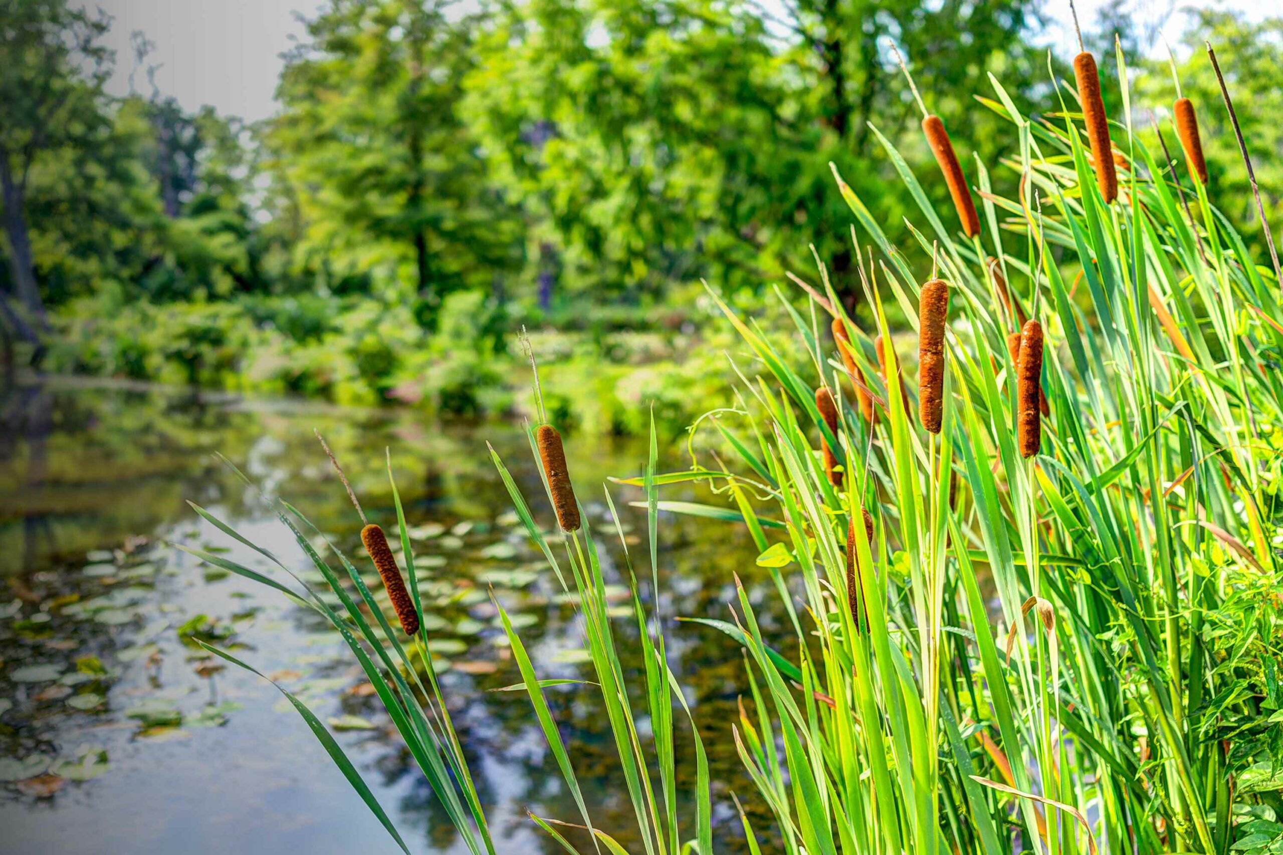 Pond and cattails in summer in Kenilworth Park and Aquatic Gardens during Lotus and Water Lily Festival