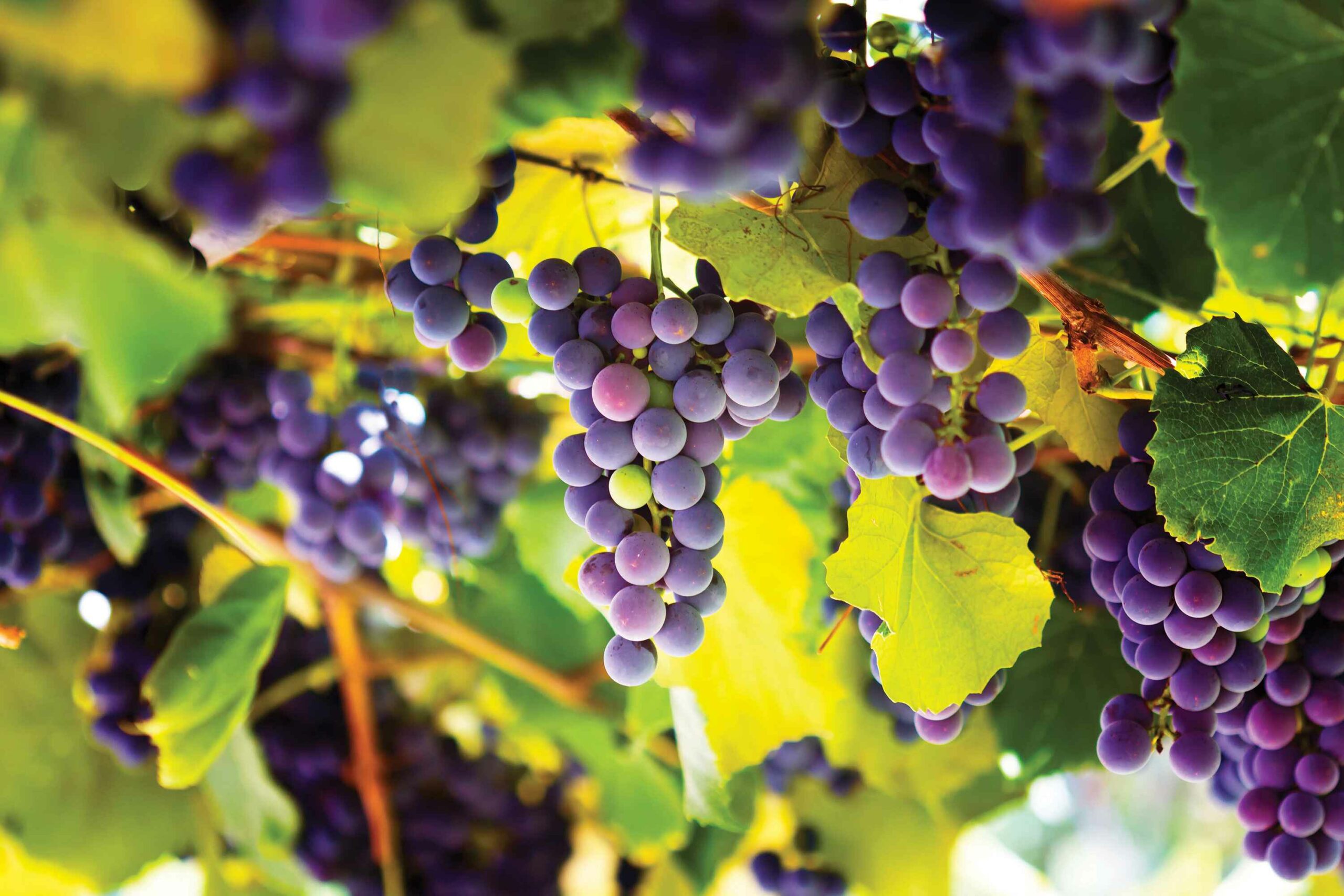 Red grapes in the vineyard