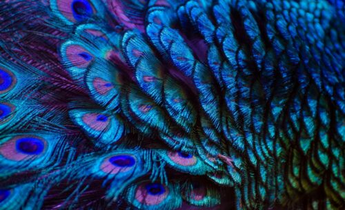 Purple blue peacock feather background