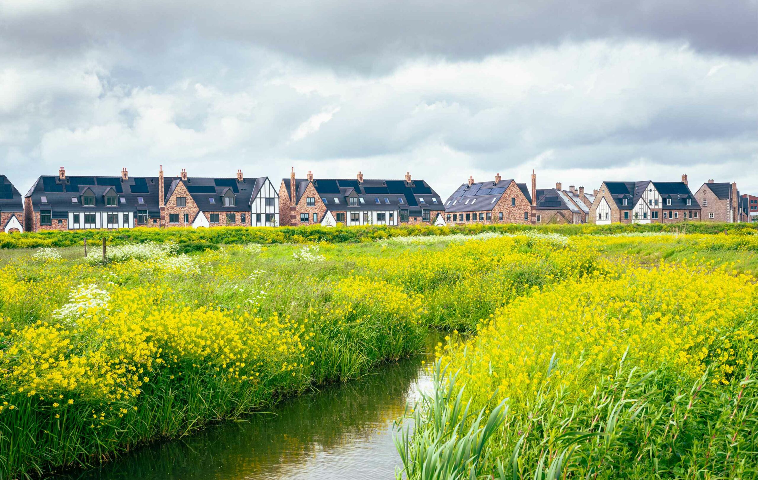 Field with rapeseed with new built houses in the background