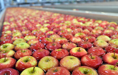 Transport of freshly harvested apples in a food factory for sale - stock photo