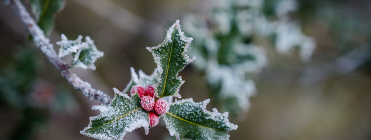 Christmas holly red berry festive snowy frost